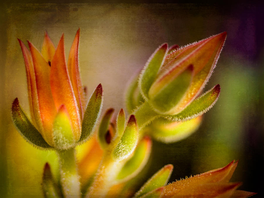 Blooming Succulents IV Photograph by Marco Oliveira