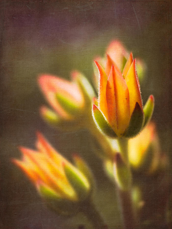 Nature Photograph - Blooming Succulents V by Marco Oliveira