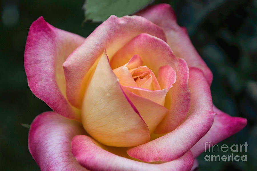Blooming Summer Rose Photograph by Arlene Carmel