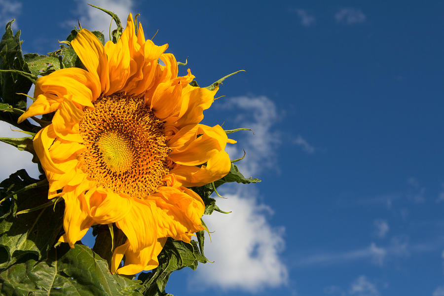 Blooming Sunflower Accented by Blue Skies Photograph by Tony Hake