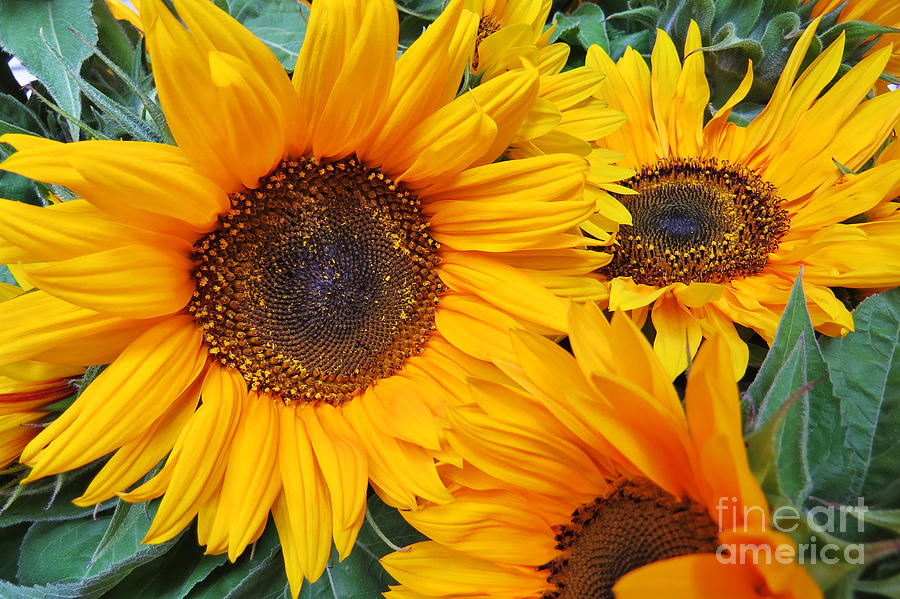 Blooming Sunflowers Photograph by Scott Cameron