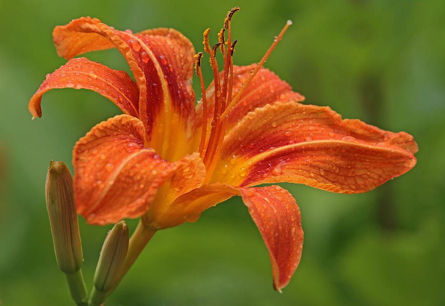 Blooming Tiger Lily Photograph by Juergen Roth