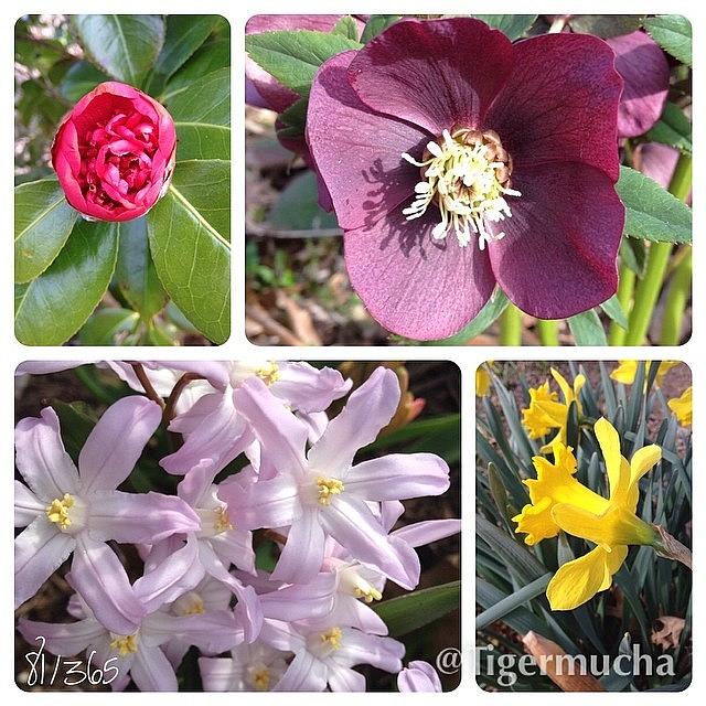 Spring Photograph - Blooming Today!  #camilla #hellebore by Teresa Mucha