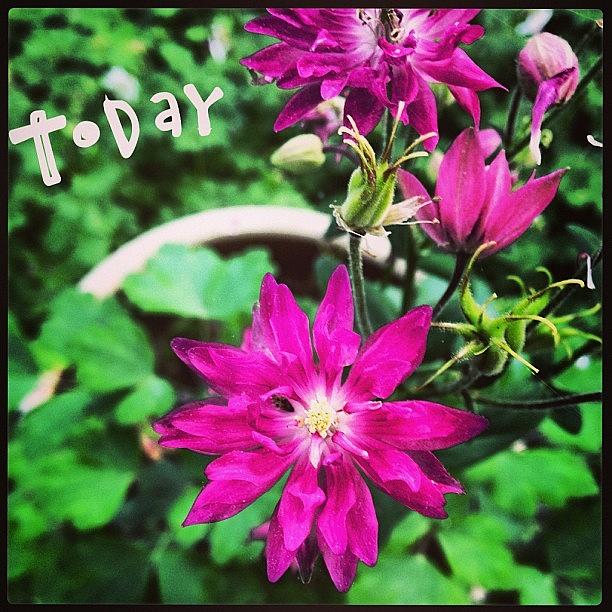 Flowers Still Life Photograph - Blooming Today. #columbine  #phonto by Teresa Mucha