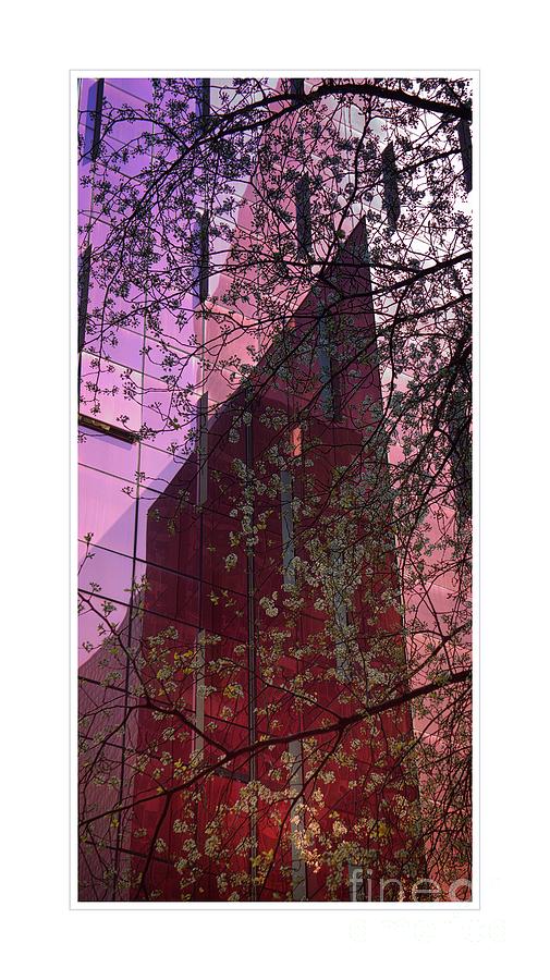 Blooming Tree Against Modern Architecture Photograph by Lilliana Mendez