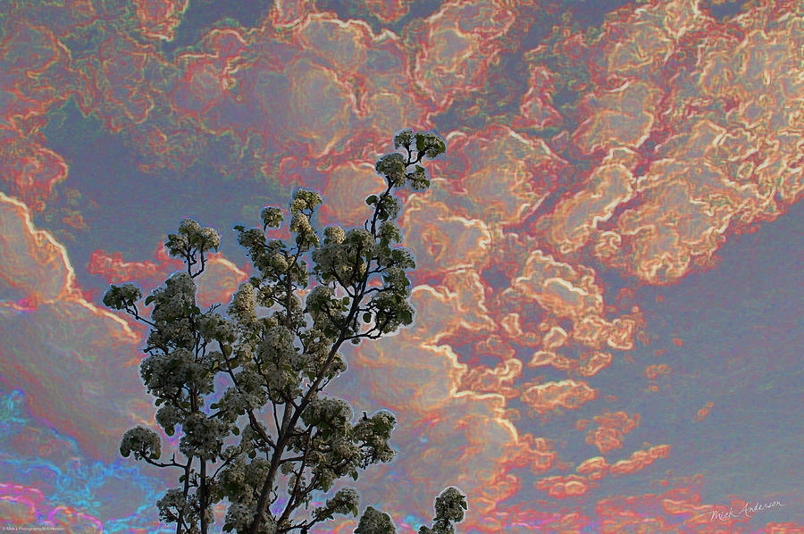 Blooming Tree and Sky Photograph by Mick Anderson