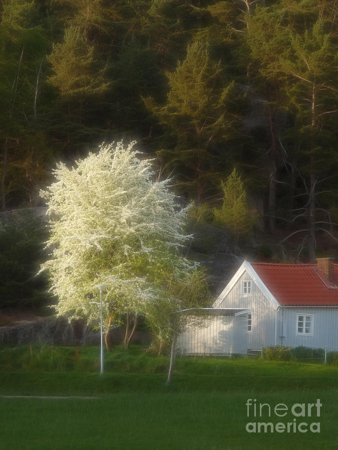 Blooming Tree Photograph by Lutz Baar