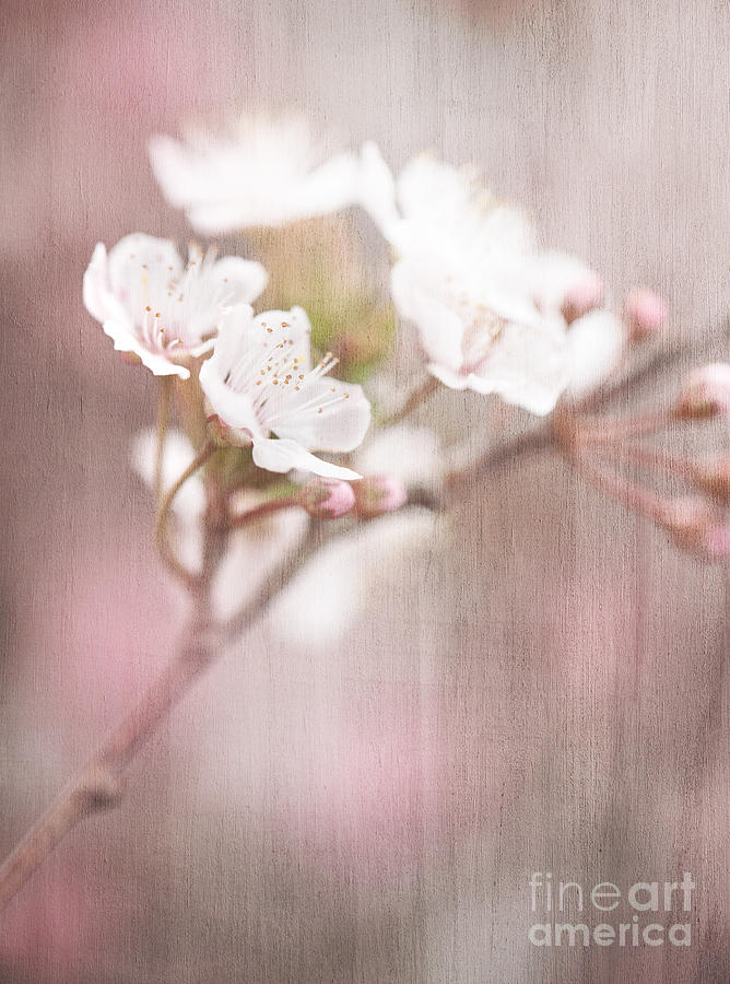 Blooming tree vintage background Photograph by Anna Om