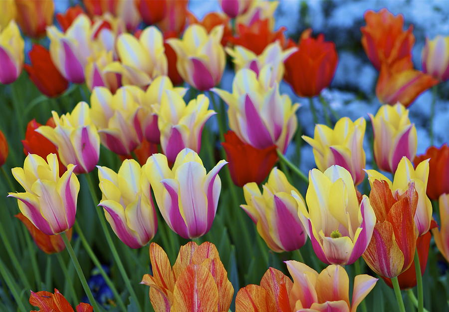Blooming Tulips Photograph by John Babis