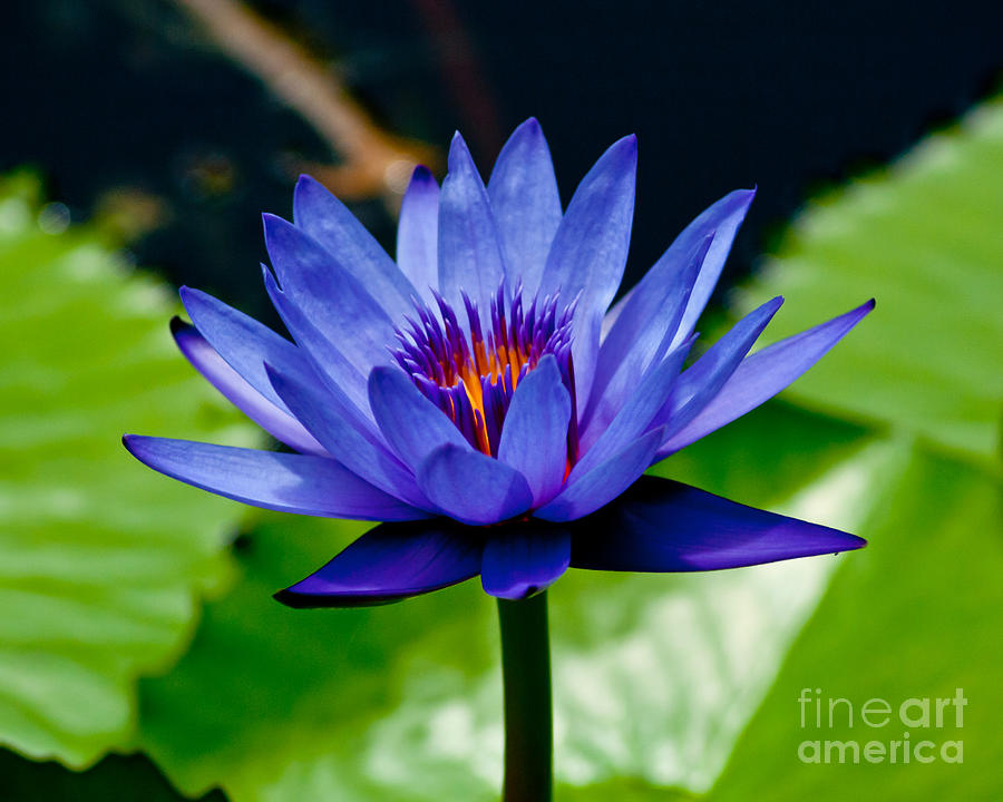 Blooming Water Lily Photograph by Stephen Whalen