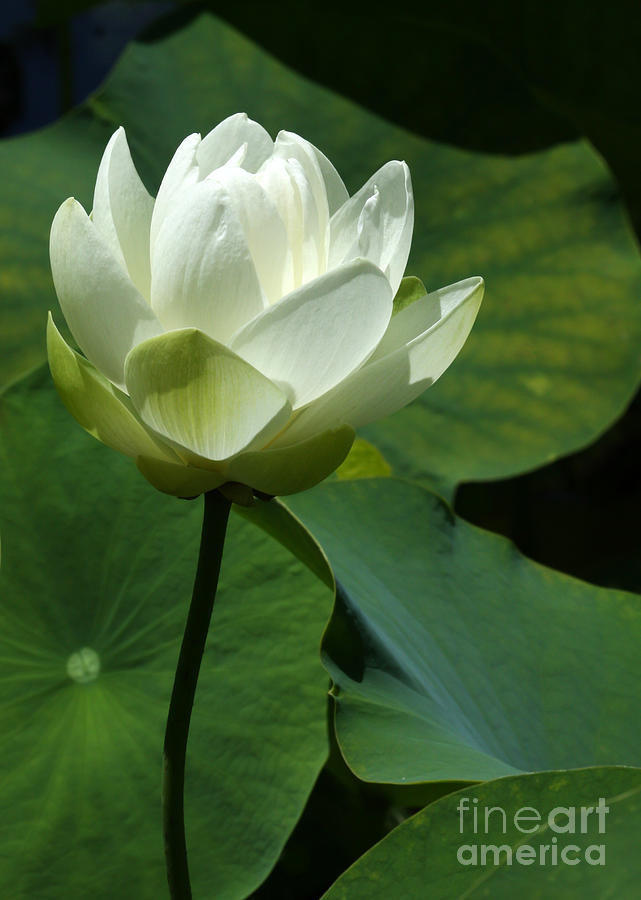Blooming White Lotus Photograph by Sabrina L Ryan
