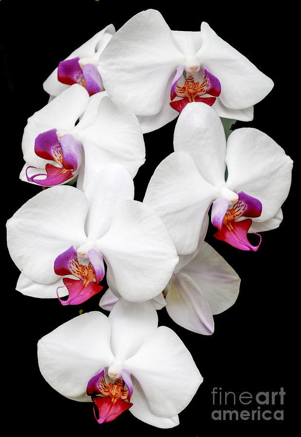 Orchid Photograph - Blooming white Orchid by Amir Paz