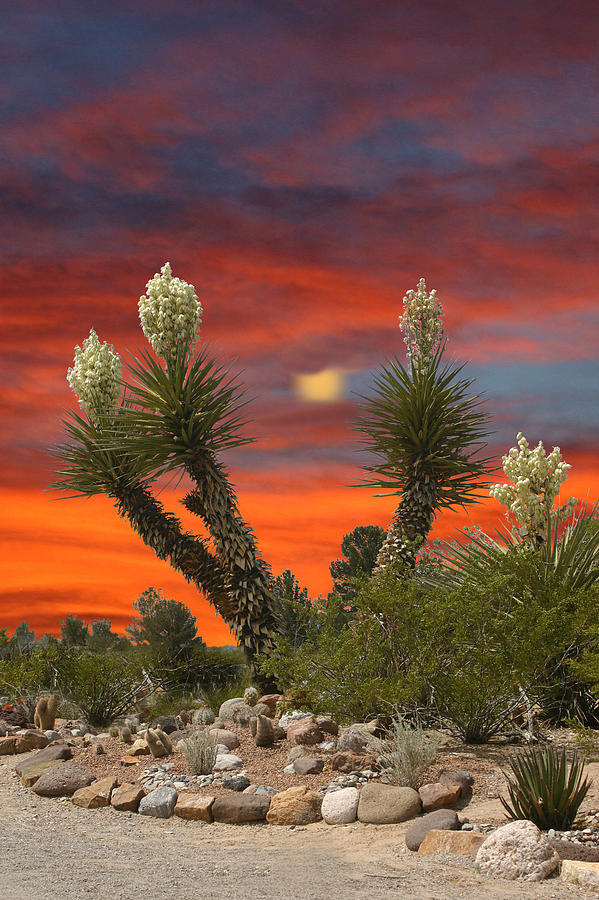 Full Blooming Yucca Photograph by Jack Pumphrey