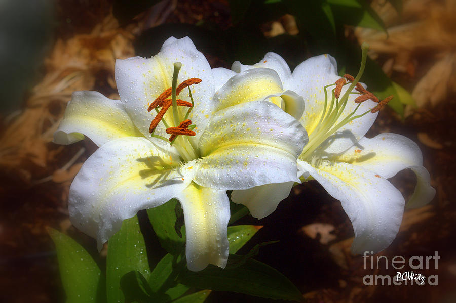 Bloomn Lilies Photograph by Patrick Witz
