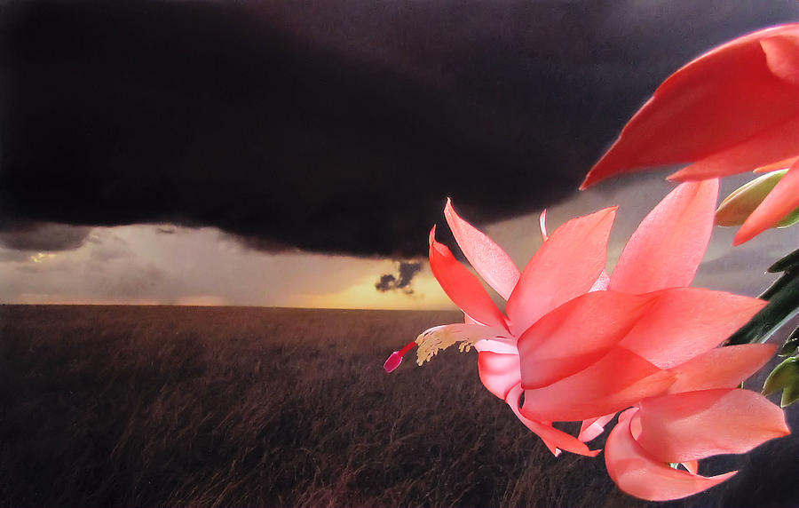 Blooms Against Tornado Photograph