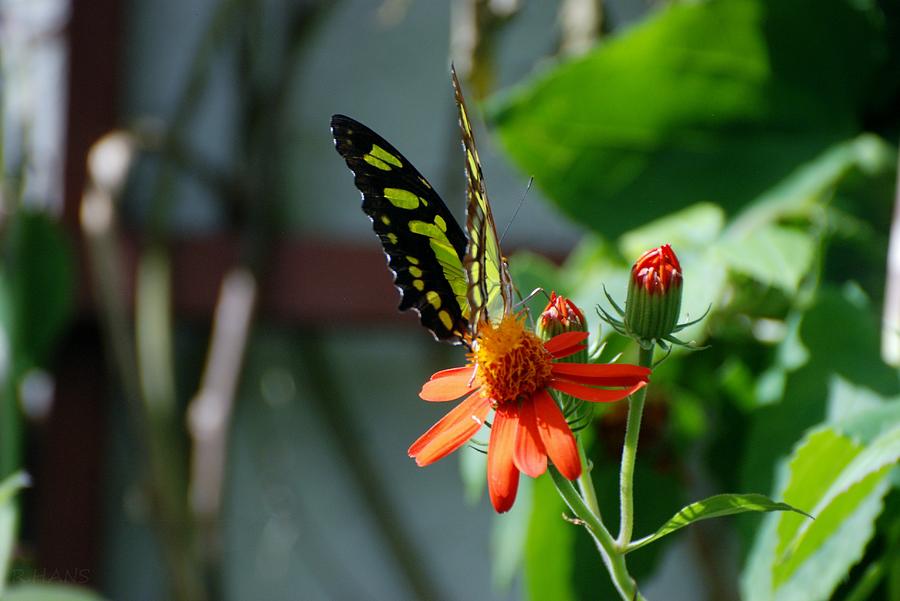 Blooms And Butterfly Photograph by Rob Hans