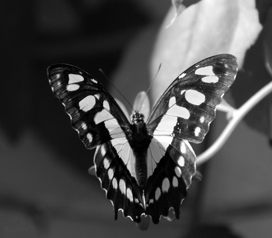 Blooms And Butterfly6 Photograph by Rob Hans - Fine Art America