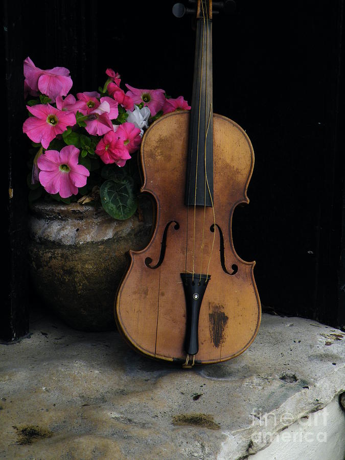 Blooms And Strings Photograph