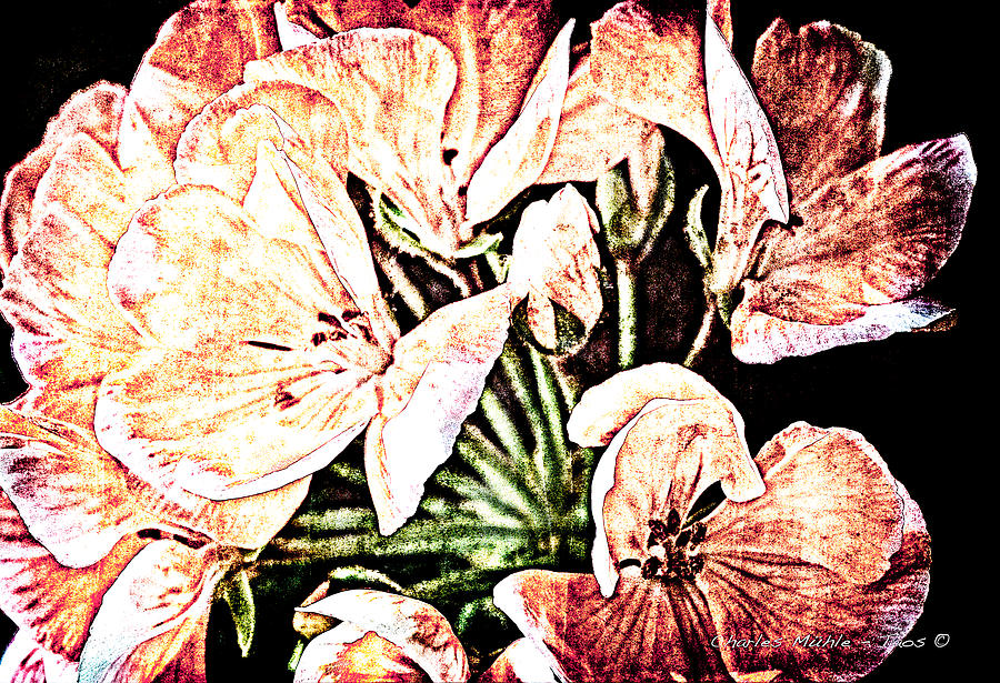 Blooms Mixed Media by Charles Muhle