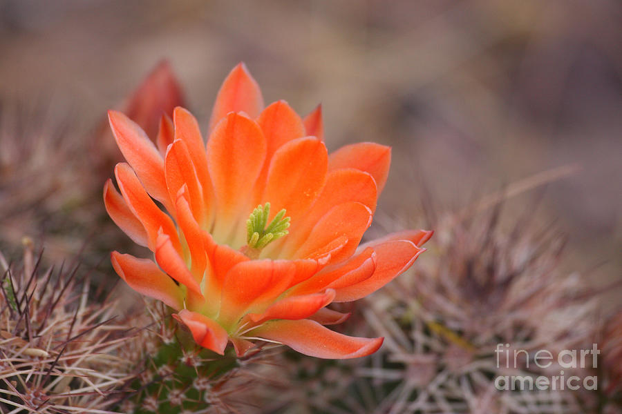 Nature Photograph - Blooms in orange by Ruth Jolly