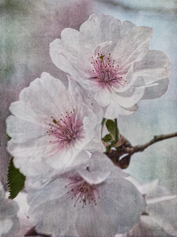 Blooms of Cherry Photograph by Theo OConnor