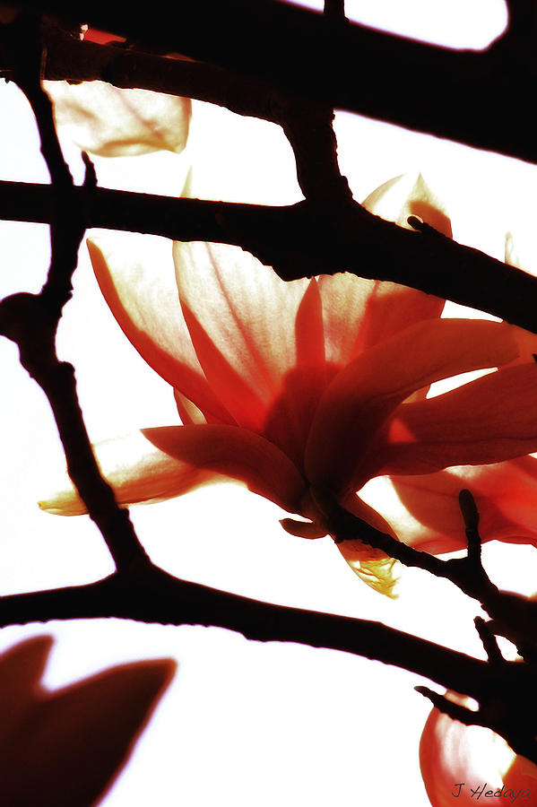 Blossom Abstract Photograph by Joseph Hedaya