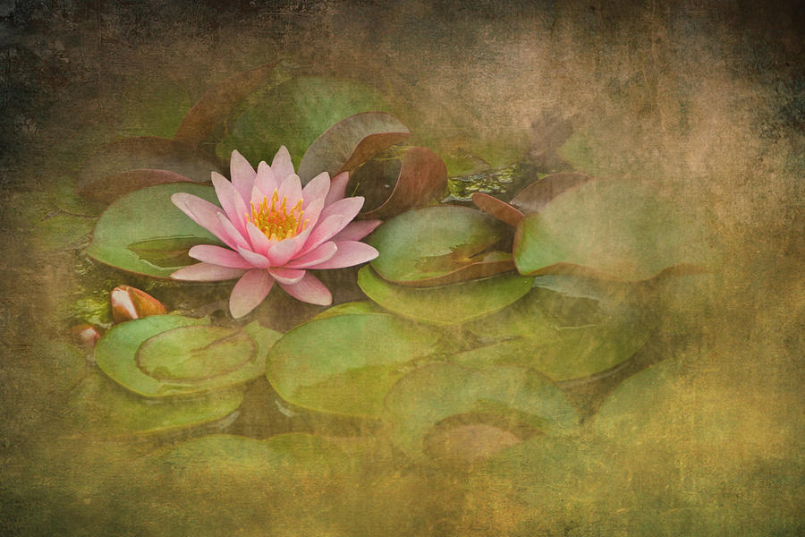 Blossom among the Lily Pads Photograph by Randall Nyhof