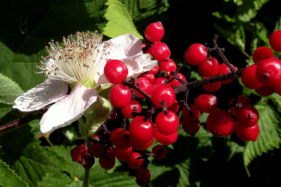 Photographs Photograph - Blossom And Berries by Brian Chase Photographs Photograph - Blossom And Berries by Brian Chase