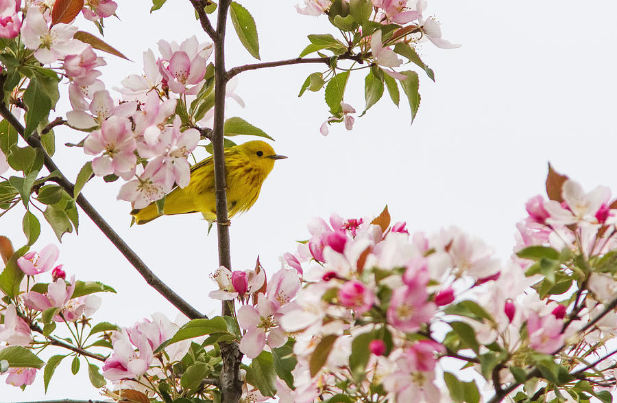 Spring Photograph - Blossom and bird by Mircea Costina Photography