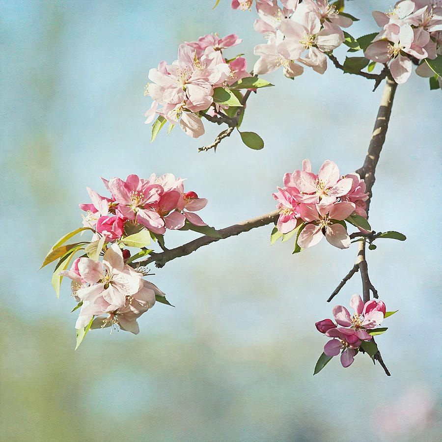 Nature Photograph - Blossom Branch by Kim Hojnacki