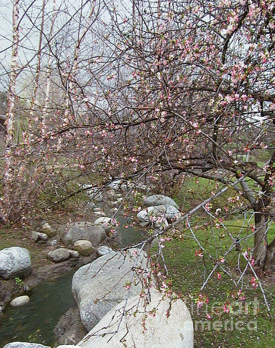 Blossom Brook Photograph by Laura Hamill
