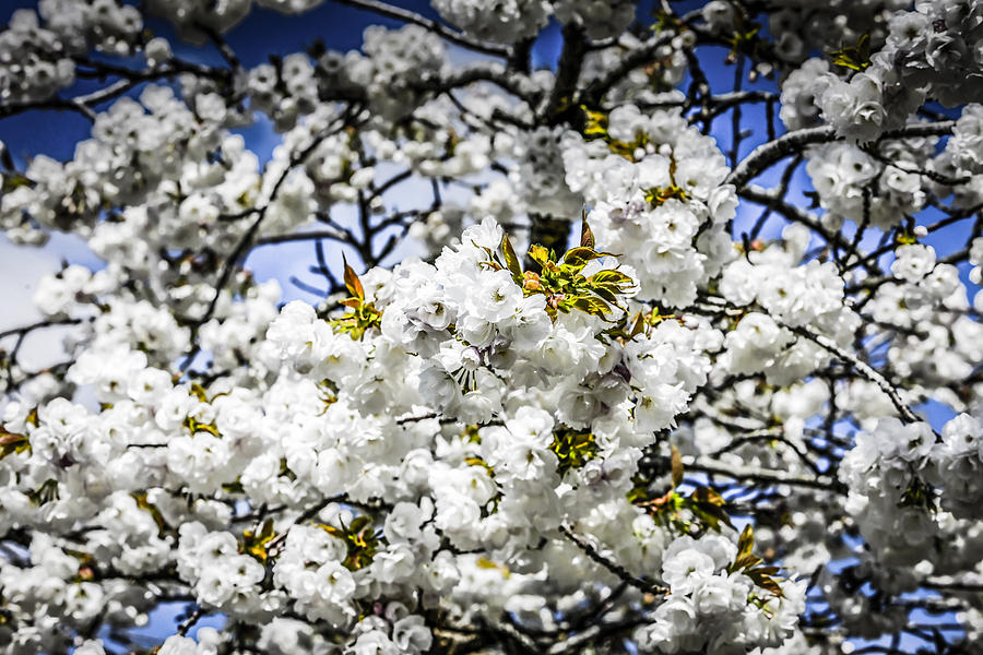 Blossom Photograph by Chris Smith