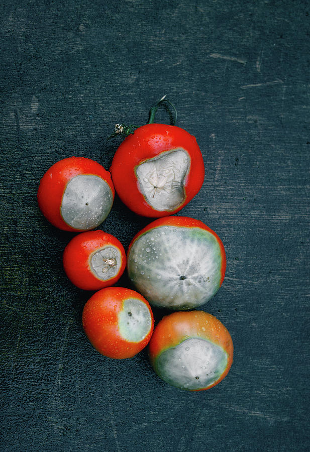 Blossom End Rot On Tomatoes Photograph by A C Seinet/science Photo Library