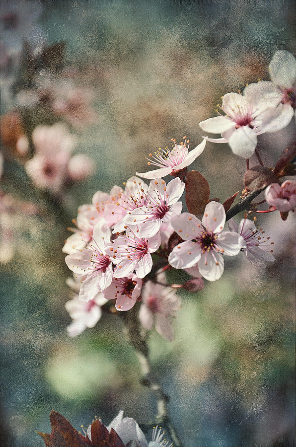 Spring Photograph - Blossom by Gynt Art