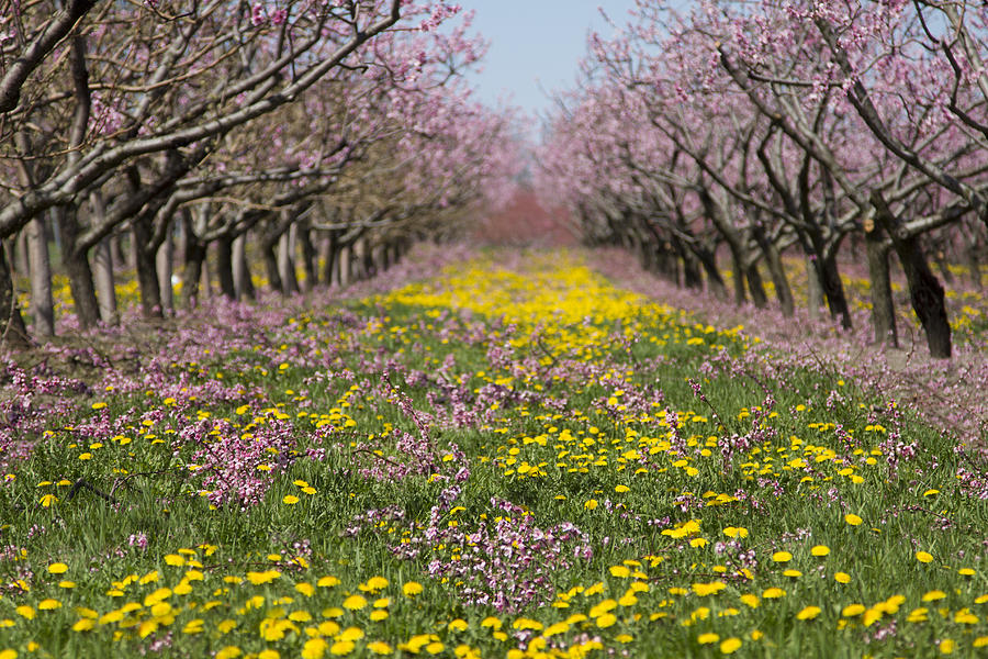Blossom Heaven Photograph by Marilyn Cornwell