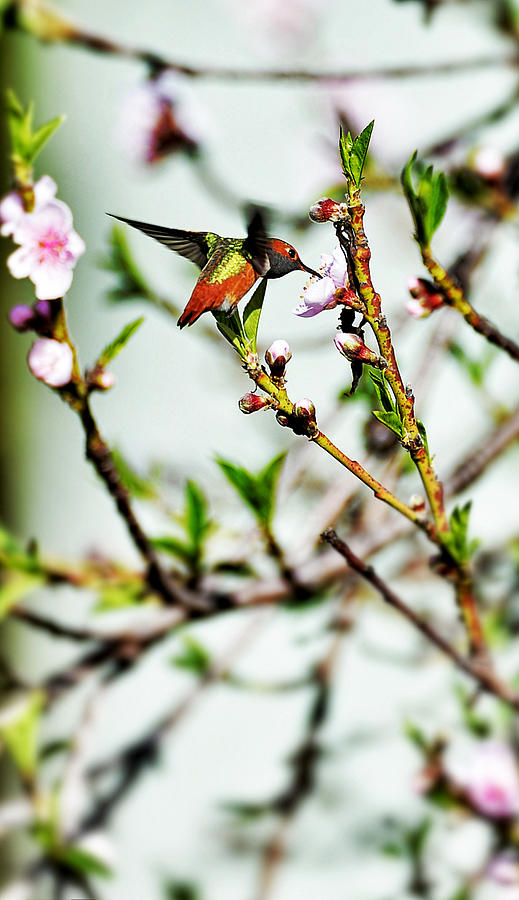Hummingbird Photograph - Blossom Hummingbird by Frazer Harrison