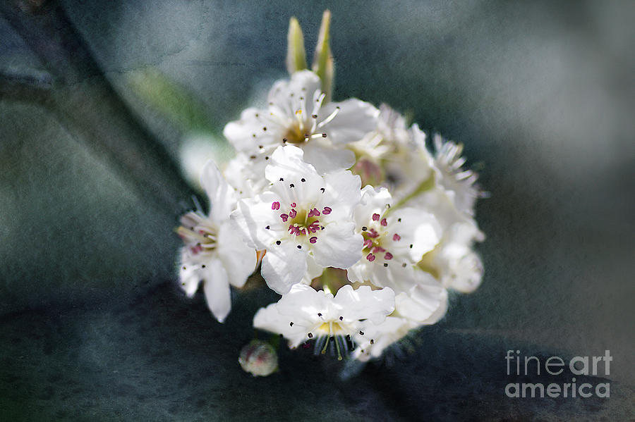 Nature Photograph - Blossom in a Blue Land by Joy Watson