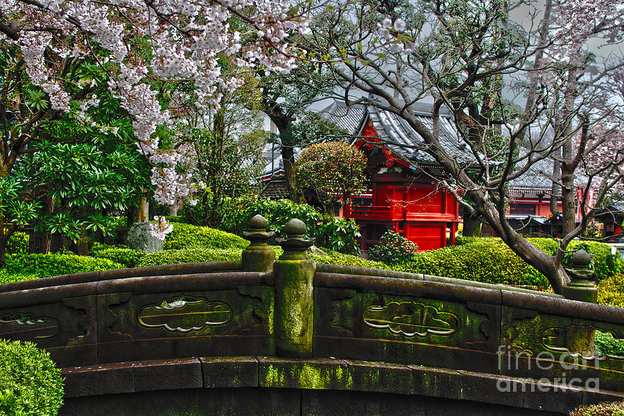 Blossom in a Japanese garden Photograph by Patricia Hofmeester