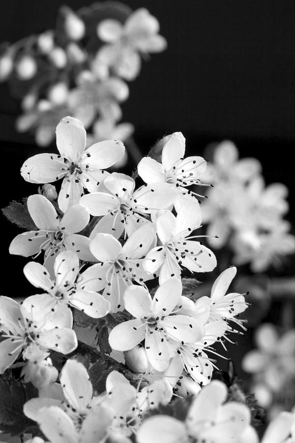 Blossom in Black and White Photograph by Robert Camp