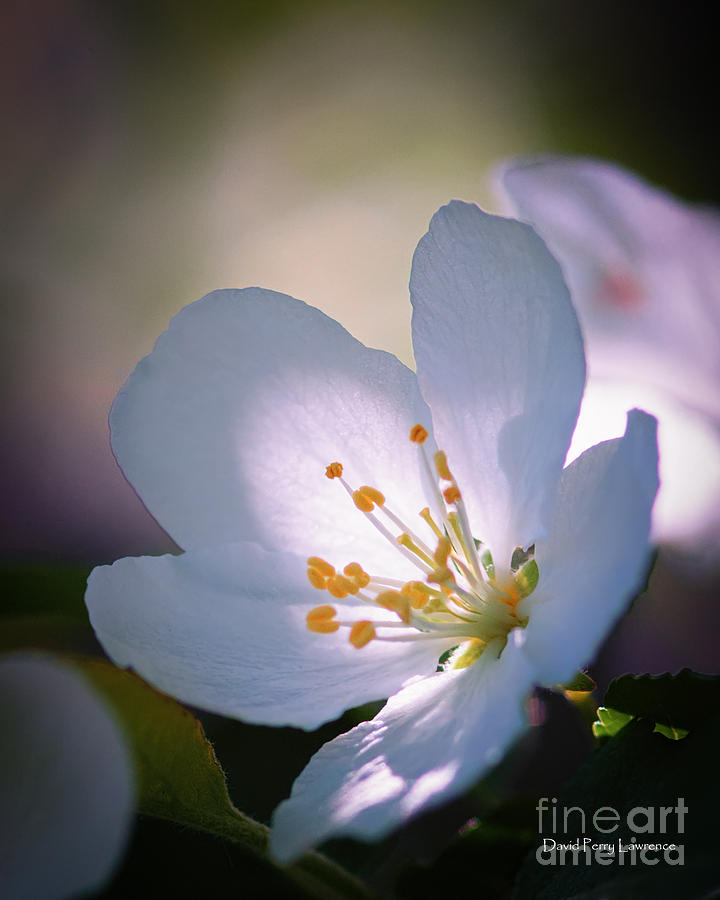 Flower Photograph - Blossom in the Sun by David Perry Lawrence