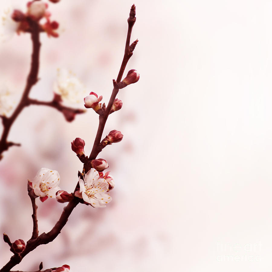 Blossom Flower Photograph by Jelena Jovanovic