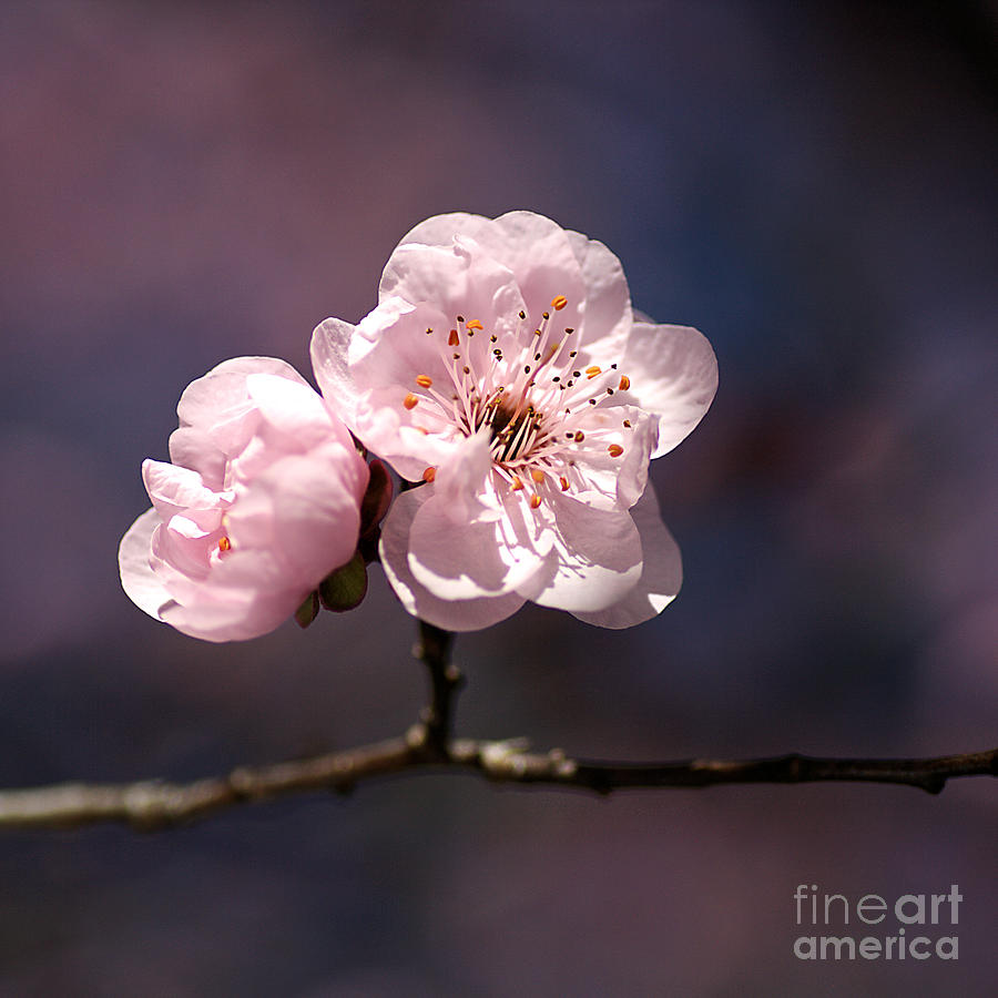 Flower Photograph - Blossom by Joy Watson