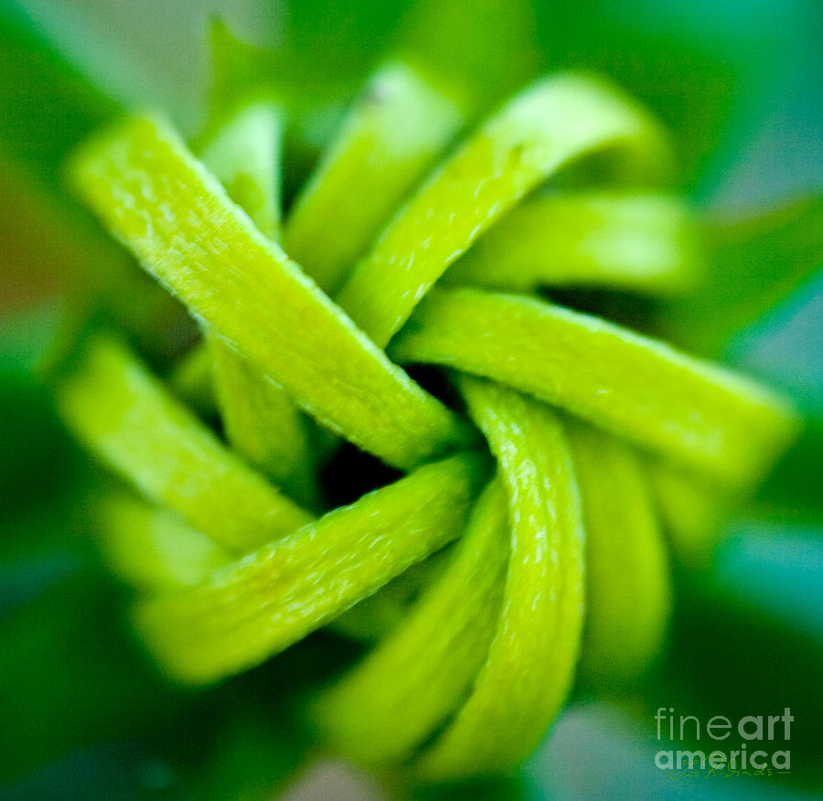 Flowers Still Life Photograph - Green Blossom Knot by Iris Richardson
