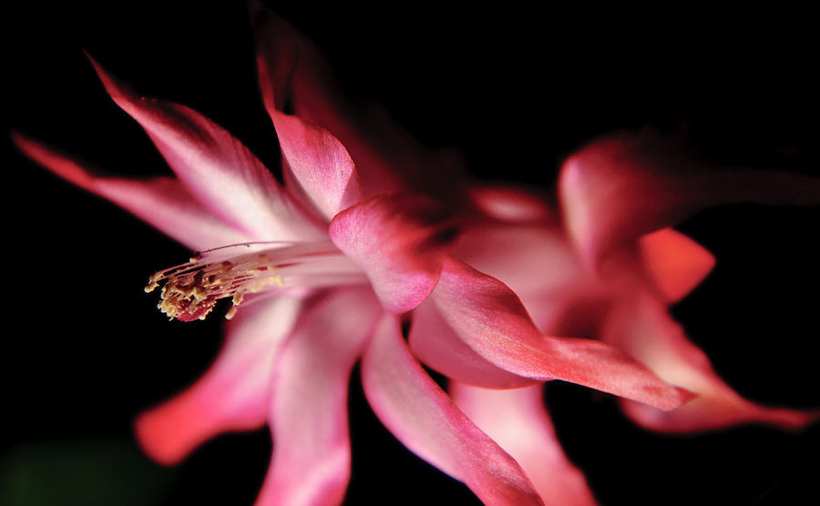 Blossom of a Christmas Cacti Photograph by Eric Rundle