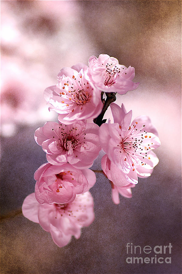 Flower Photograph - Blossom Pink by Joy Watson
