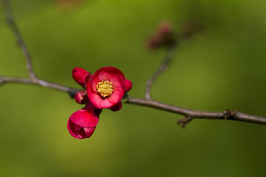 Spring Photograph - Blossom by Rebecca Cozart