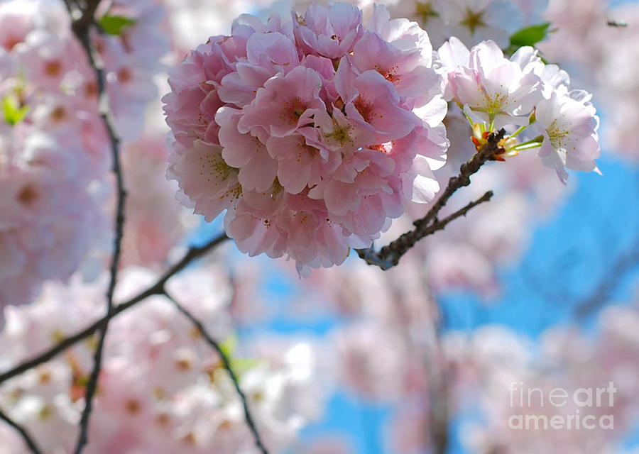 Nature Photograph - Blossom by Robin Hassler