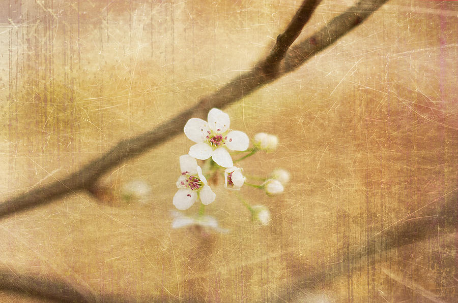 Nature Photograph - Blossom by Sofia Walker