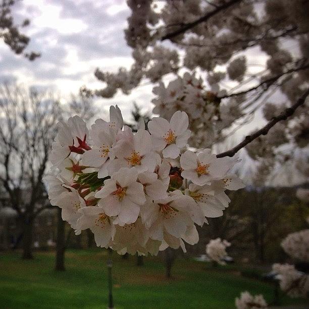 Spring Photograph - #blossom #spring #iphone :d by Craig Szymanski