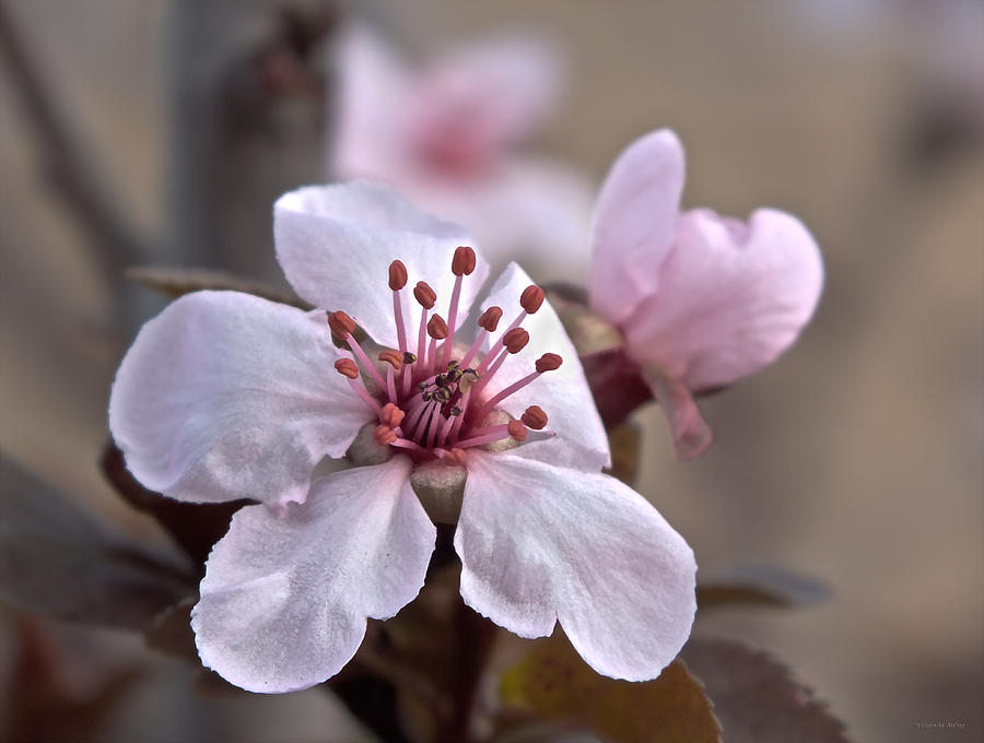 Blossom Time Photograph by Lucinda Walter